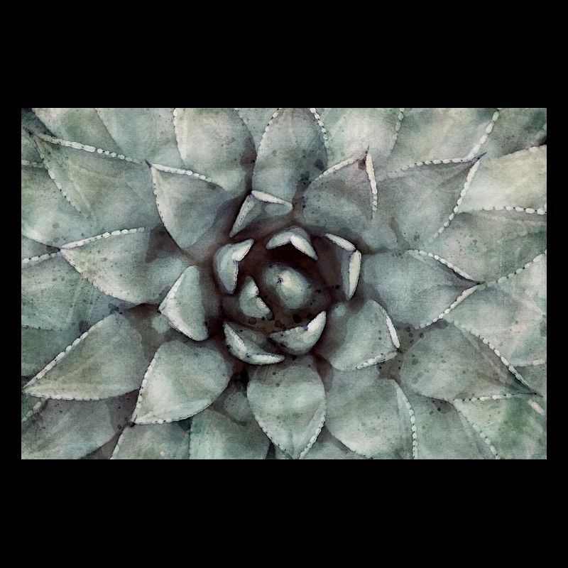 Succulentes