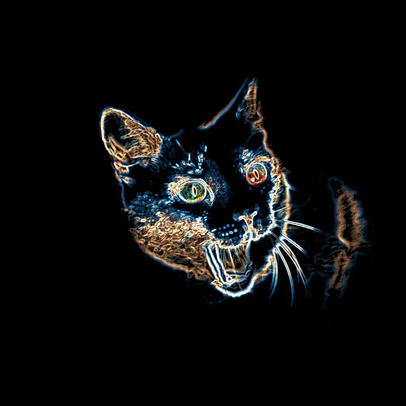 mon drôle de chat