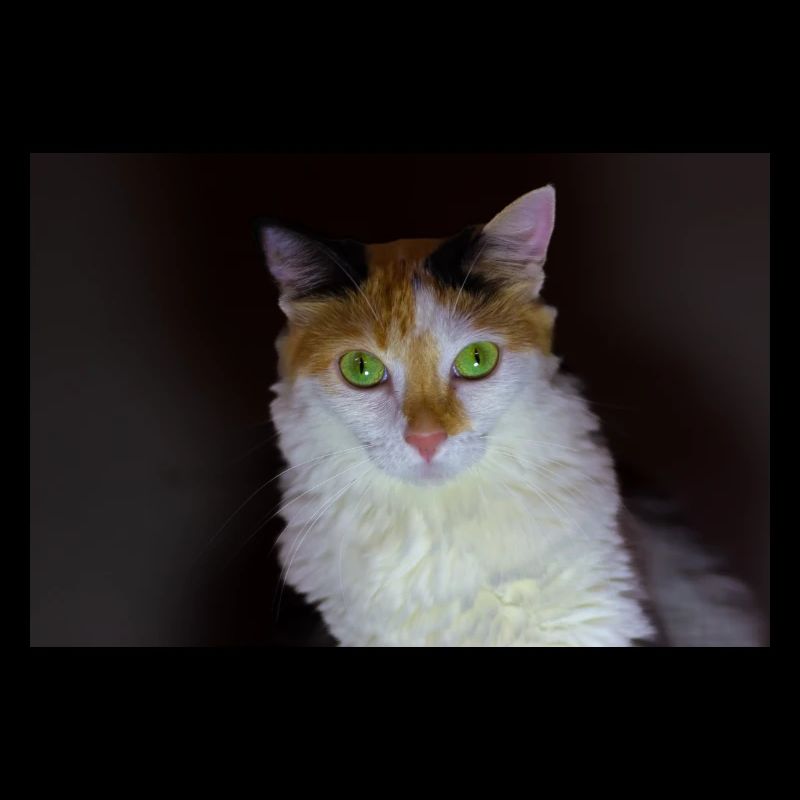 le chat au doux regard