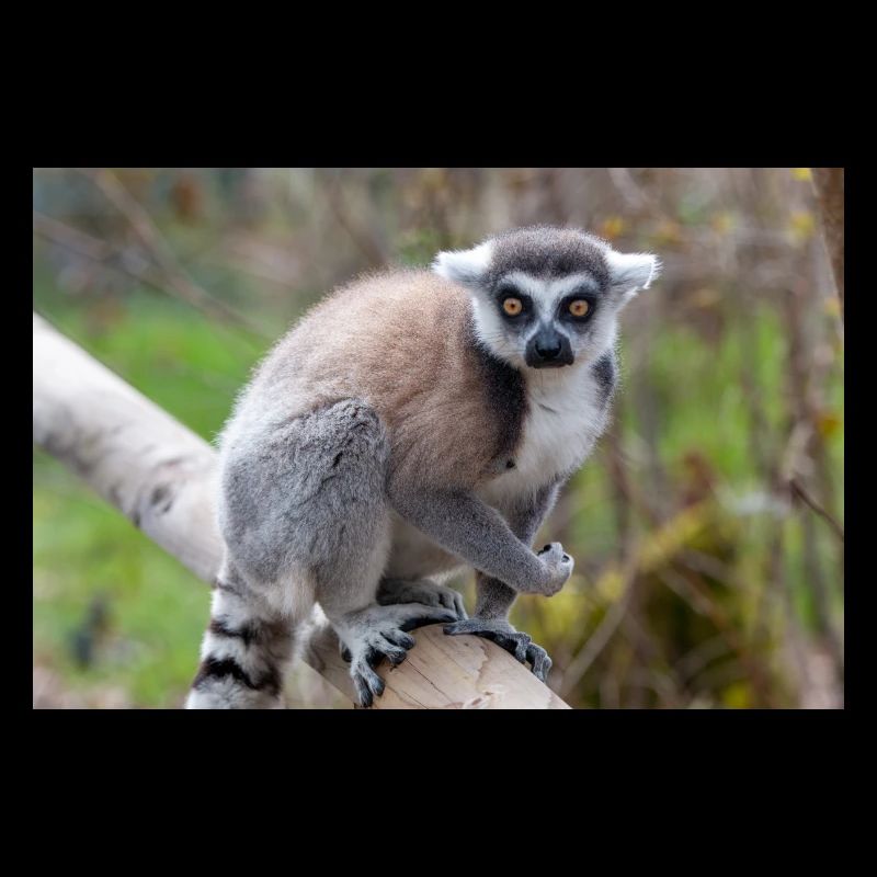Ring-tailed Lemur (in german Katta) Lemur catta