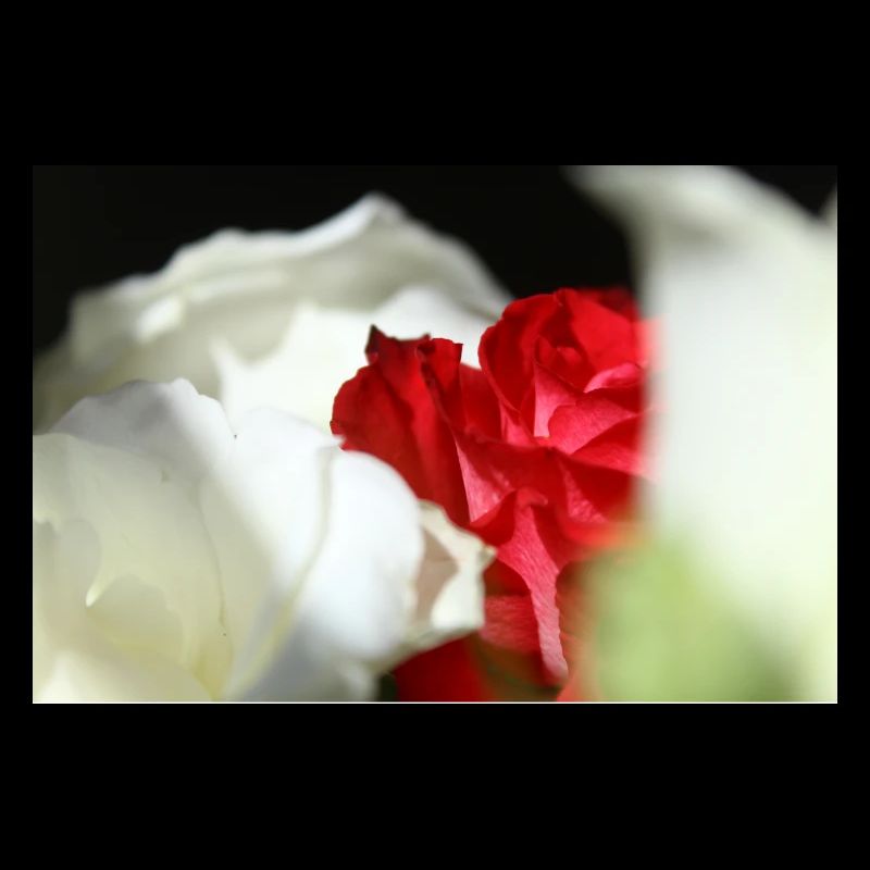 White & Red Roses
