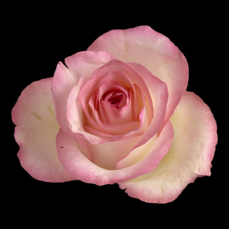 Pink / white rose