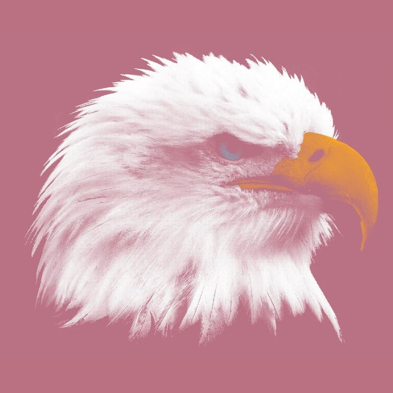 Eagle sea eagle American eagle
