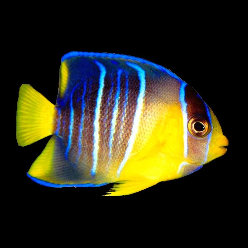 Fisch