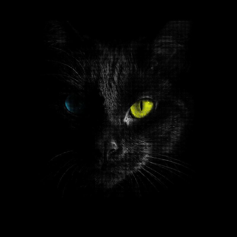Schwarze Katze