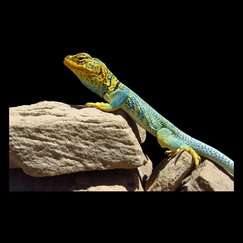 gecko lizard real lizard