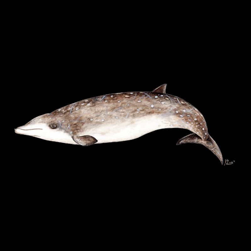 La baleine à bec - Les baleines à bec - à bec Baleine