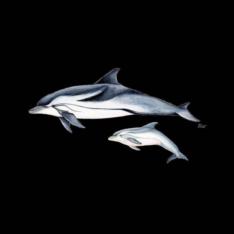 Striped dolphin - Striped dolphin - dauphin