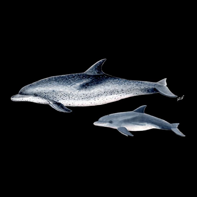 Spotted dolphin - Spotted dolphin - Dauphin tacheté