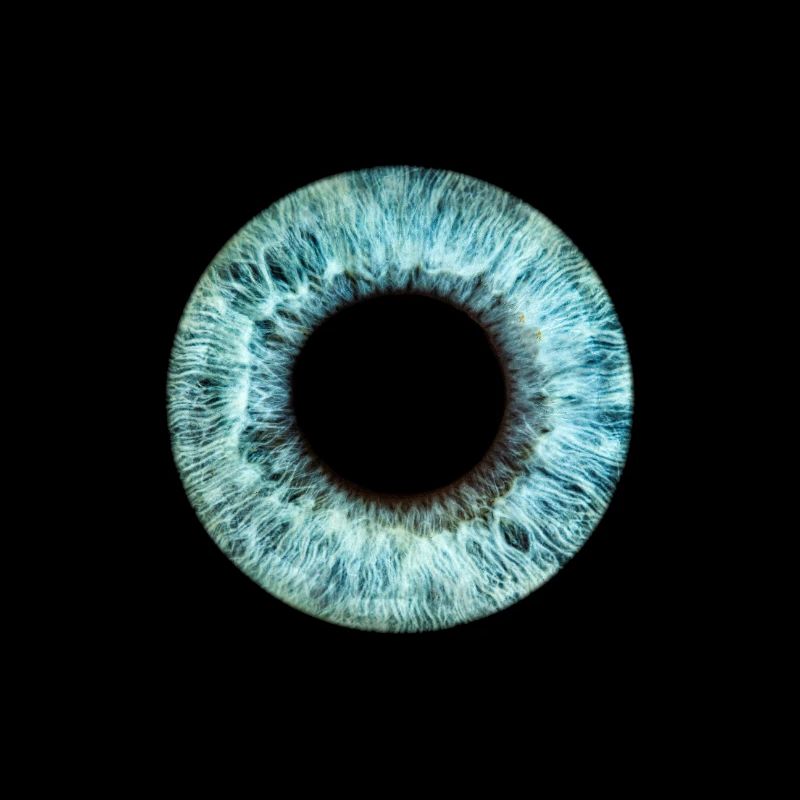 Iris bleu