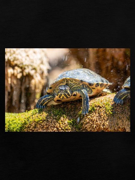 Gelbbauch-Slider Trachemys scripta scripta