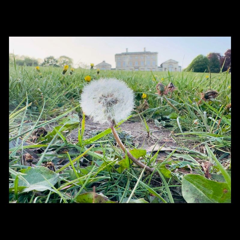 Dandelion Dreams