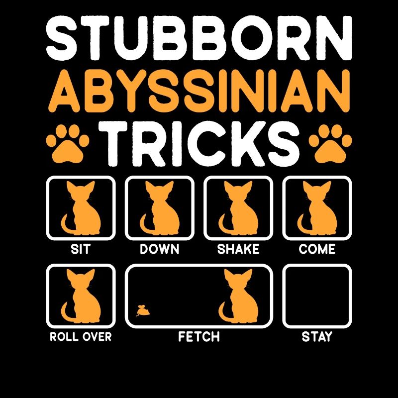 Stubborn Tricks Abyssinian Cat