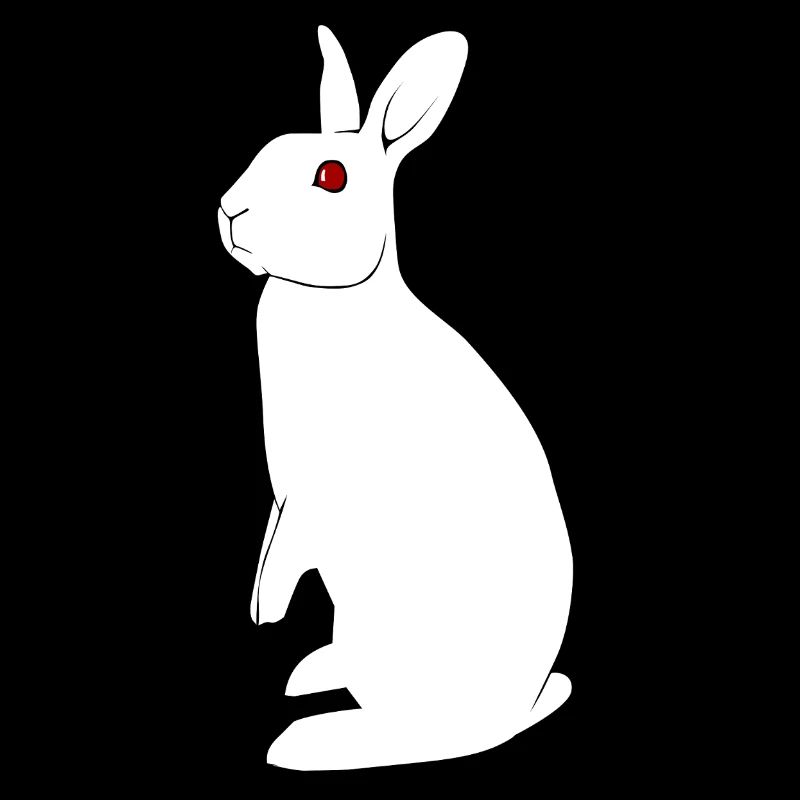 Albino Rabbit