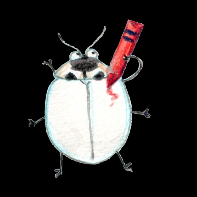 asiatischer Marienkäfer