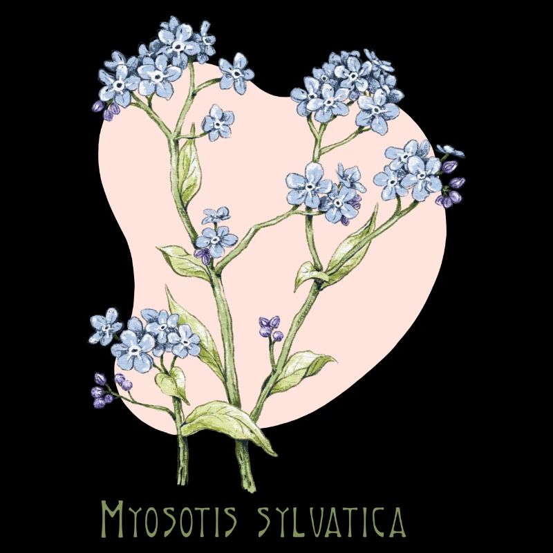 Dessin botanique myosotis
