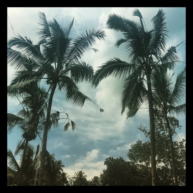 palmtrees