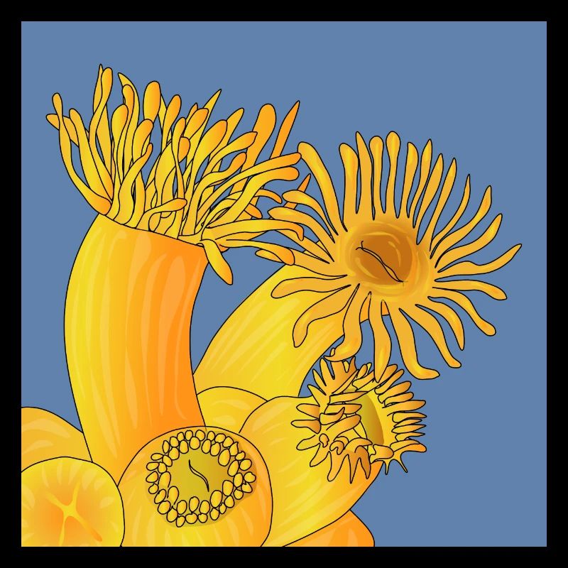 Orange coral, Astroid polyps