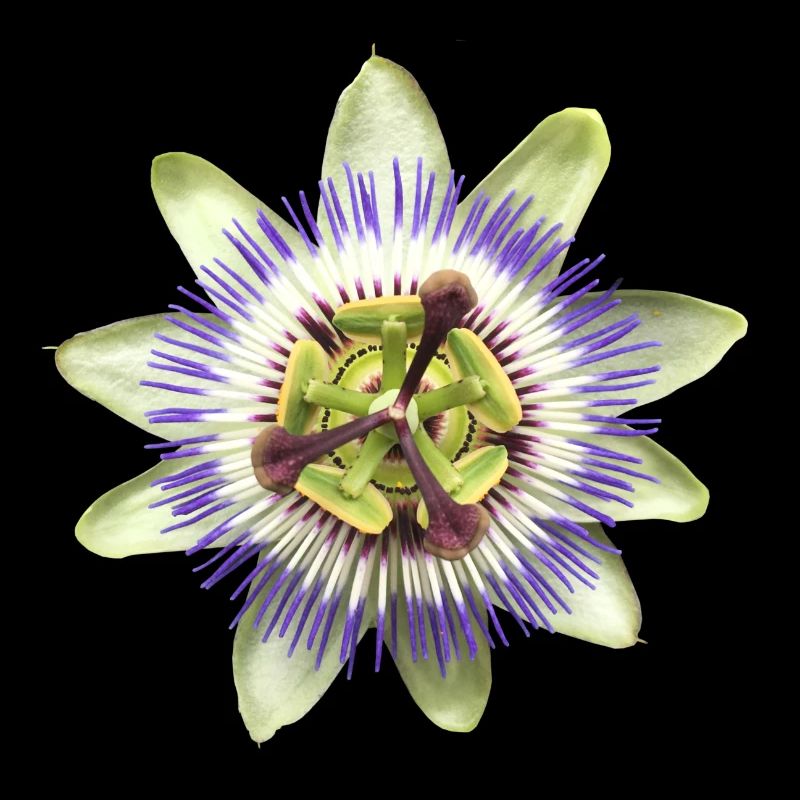 Fleur de la passion fleur plante nature