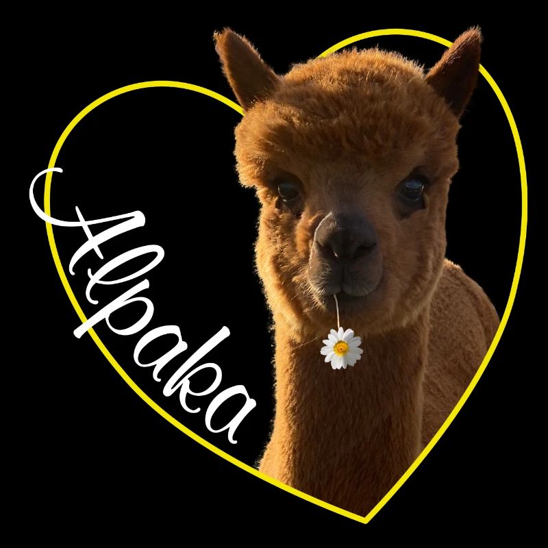 Alpaca alpaca lama llama