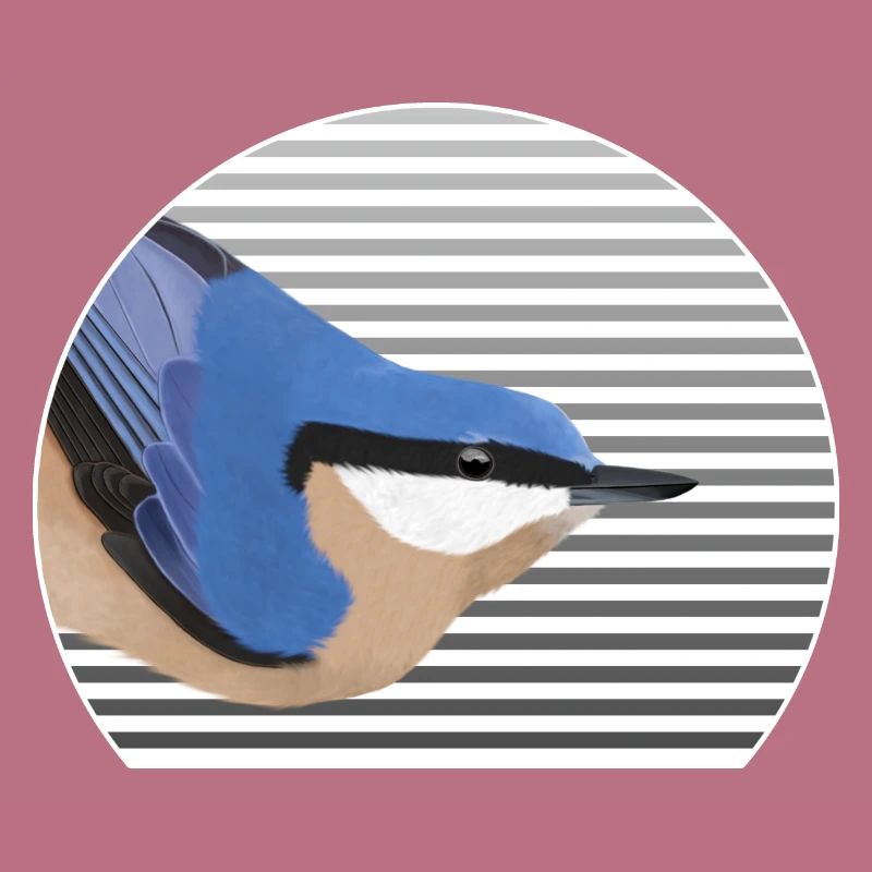Nuthatch bird bird lover bird watcher