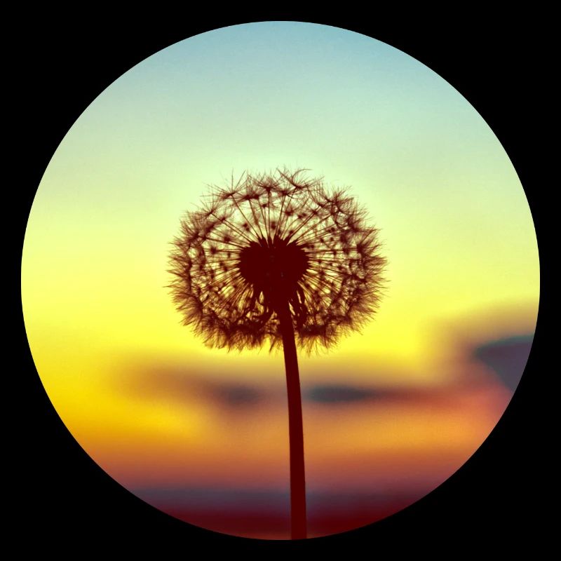 Pusteblume