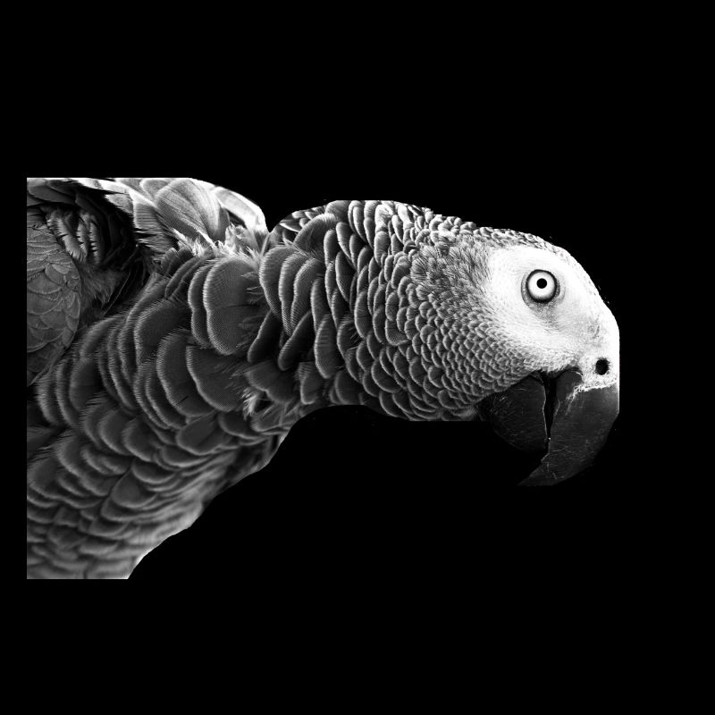 papagei