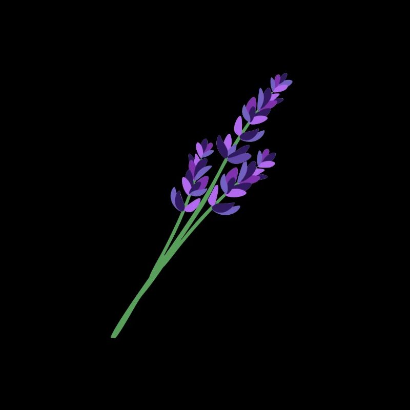 Lavendel 1