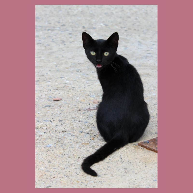 Chat noir