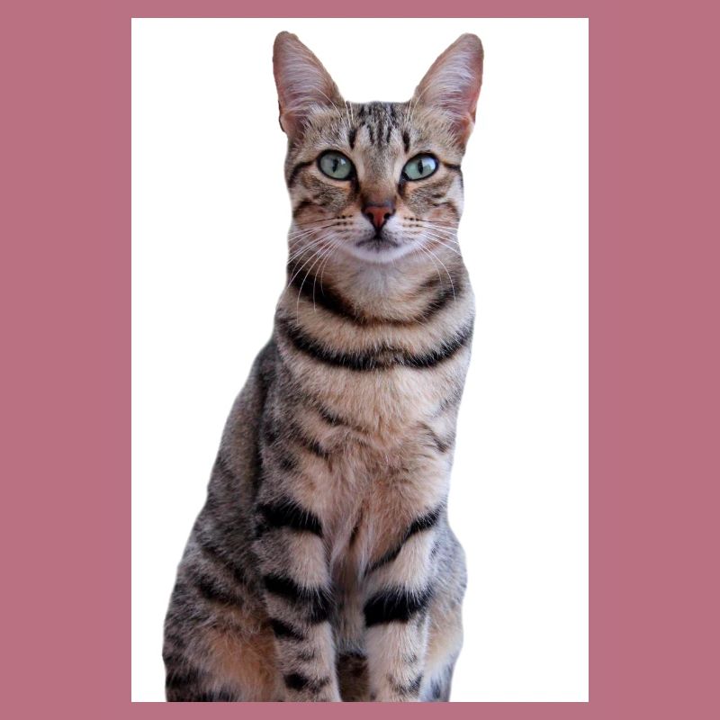 Katze Kätzchen