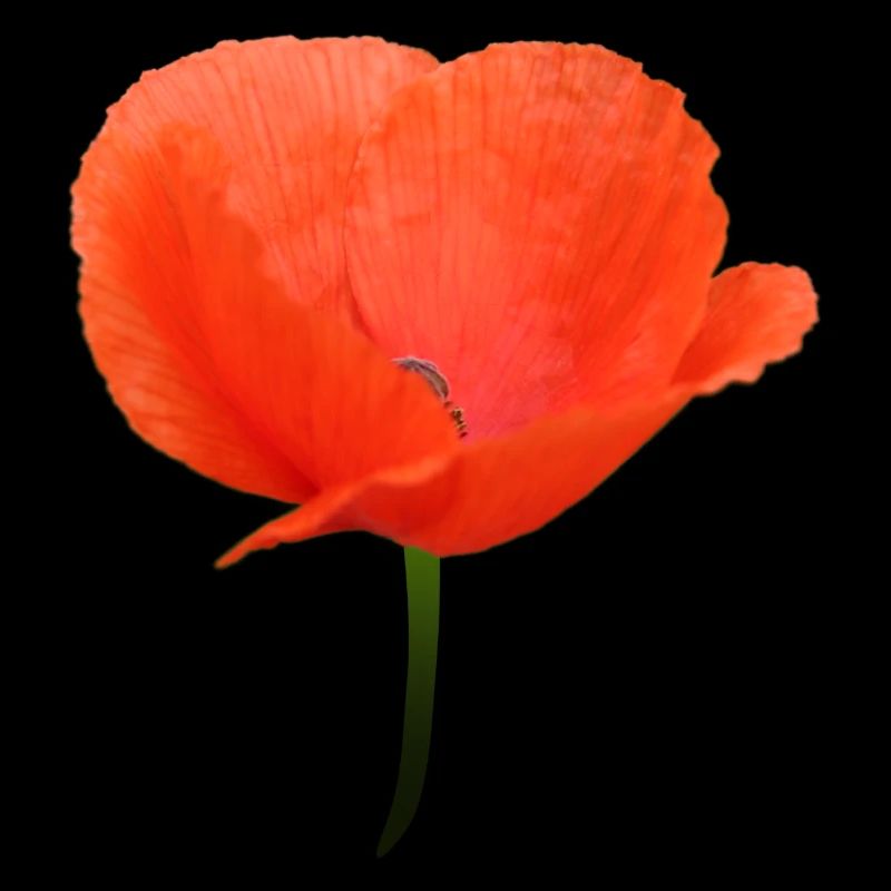 Mohnblume Klatschmohn rote Blume