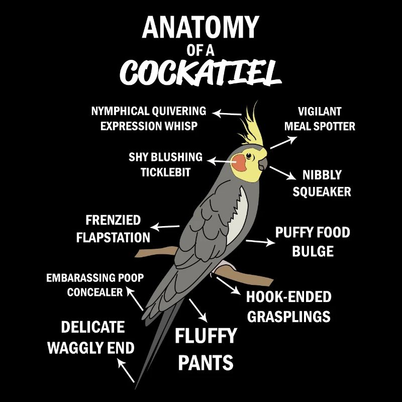 Anatomie d'un cockatiel