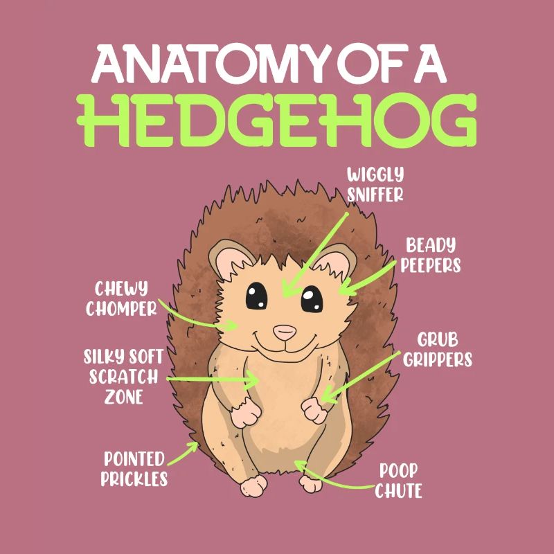 Anatomie eines Igel