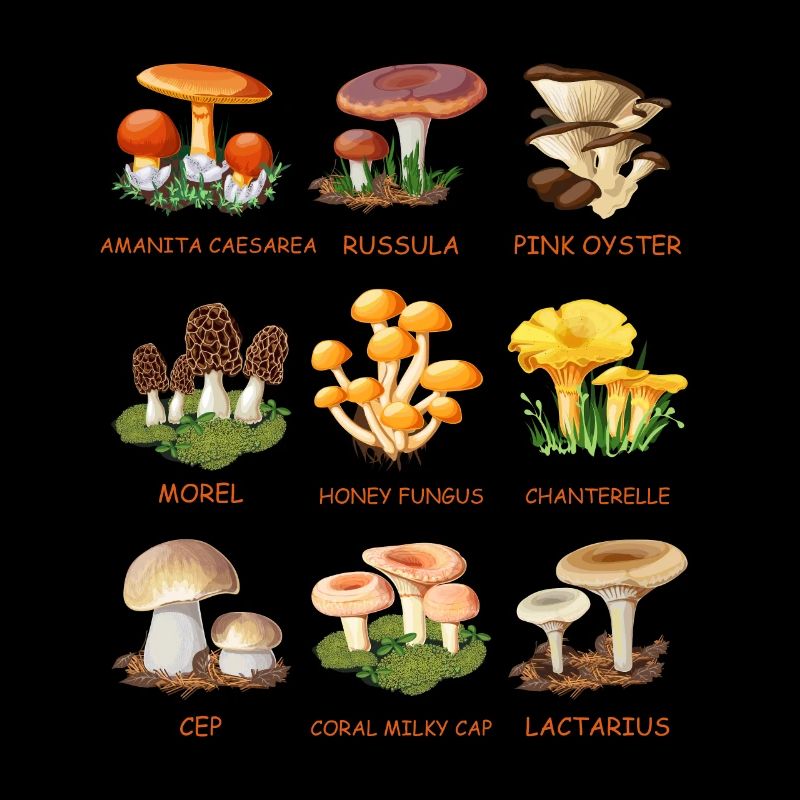 Cueillette de champignons Espèces de champignons Cueilleurs de champignons