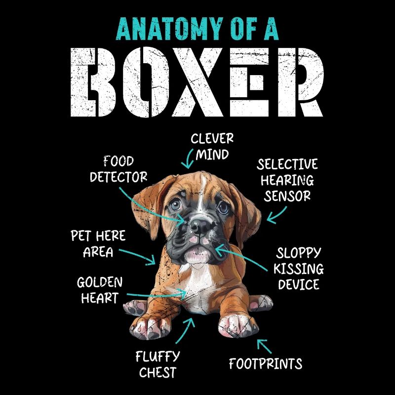 Deutscher Boxer ANATOMIE EINES BOXERS Lustiges