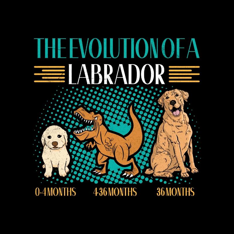 EVOLUTION OF A LABRADOR RETRIEVER Besitzer