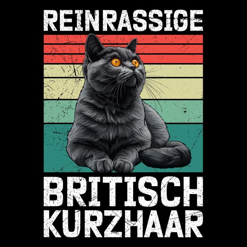 Britisch Kurzhaar Papa REINRASSIGE BRITISCH