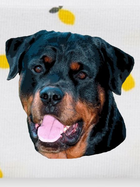 rotti