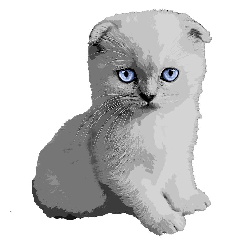 Chaton mignon Kitty