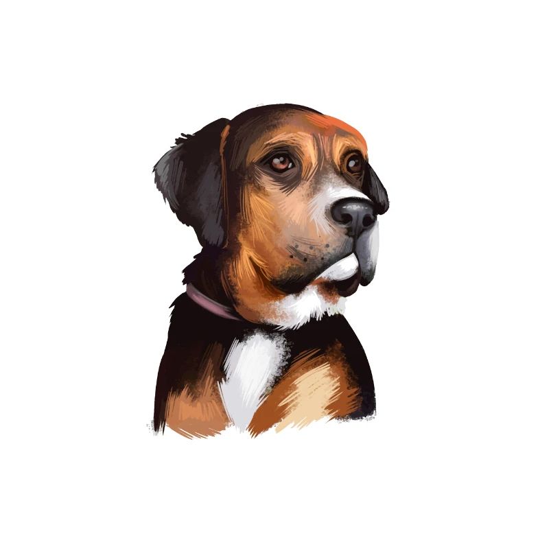 Austrian Black And Tan Hound Dog Illustration