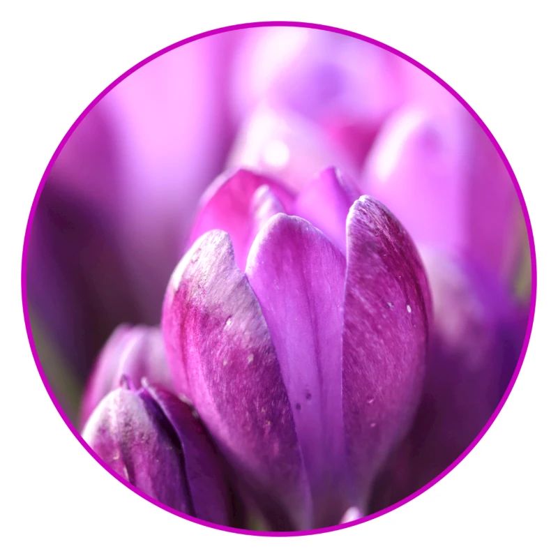 Crocus Crocus Fleurs violettes Crocus Bourgeon de crocus