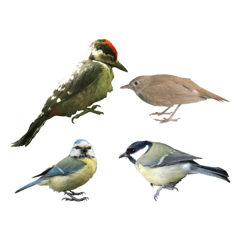 Oiseaux chanteurs