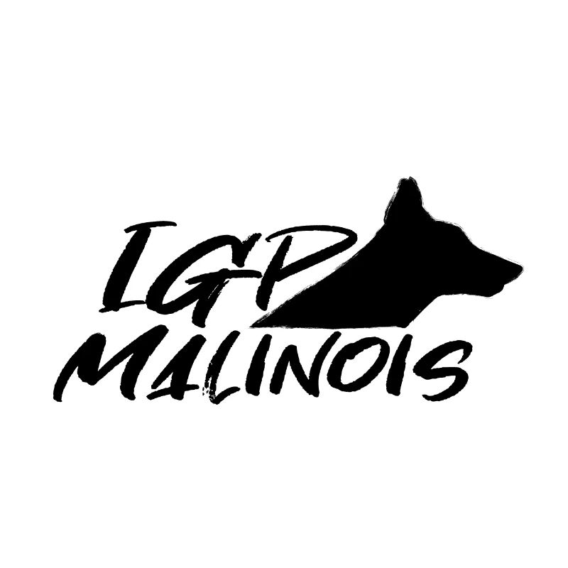 IGP Malinois Noir