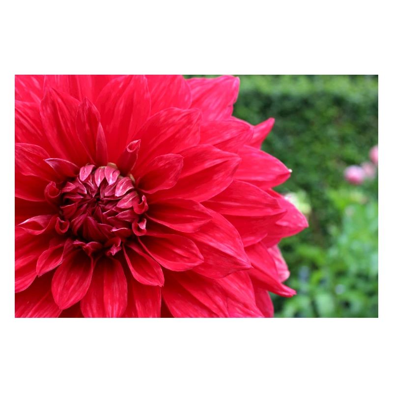 Dahlia Fleur Rouge, Fleur