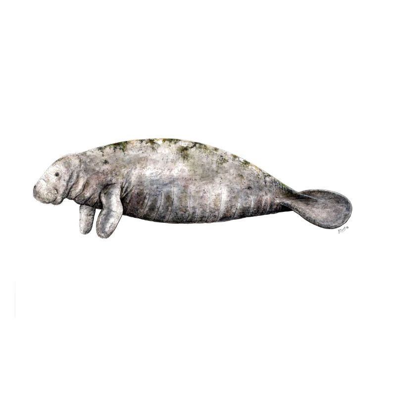 Manati - Manatee - Lamantin