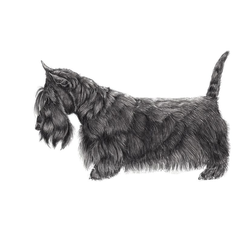Scottish Terrier UB