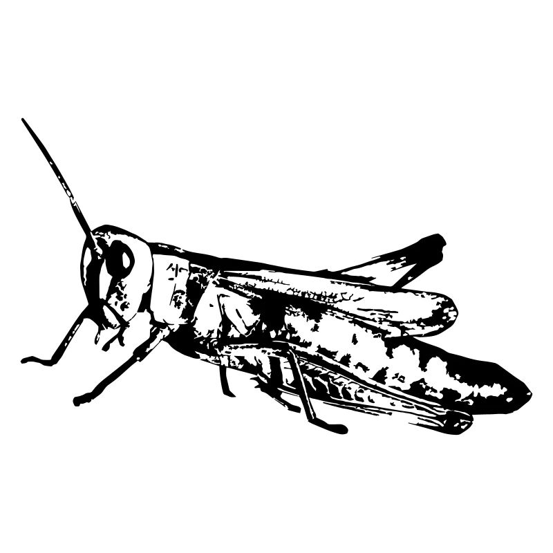 Sauterelle