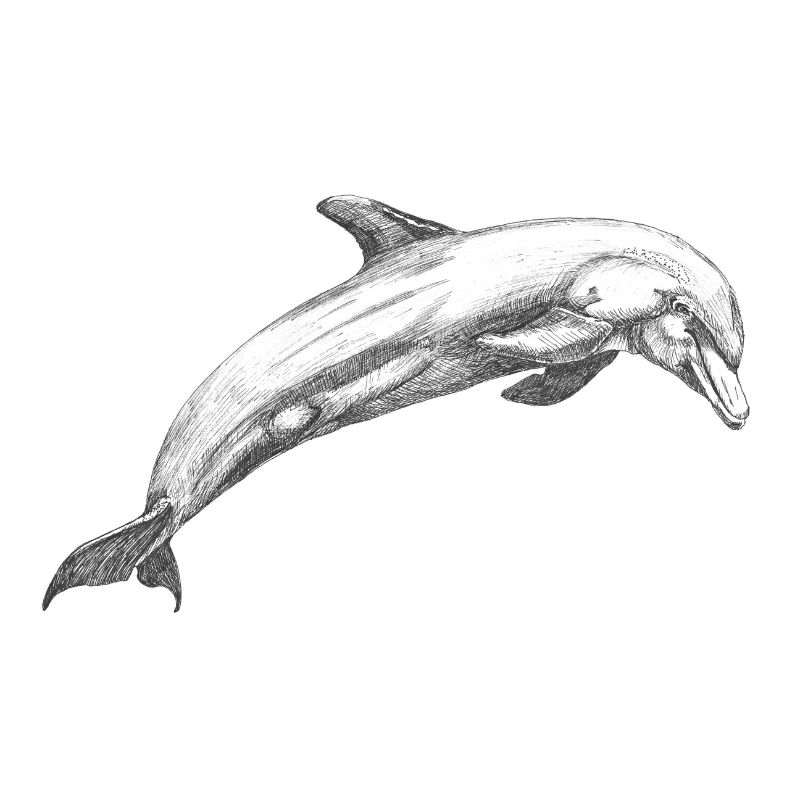Dauphin de Delfin