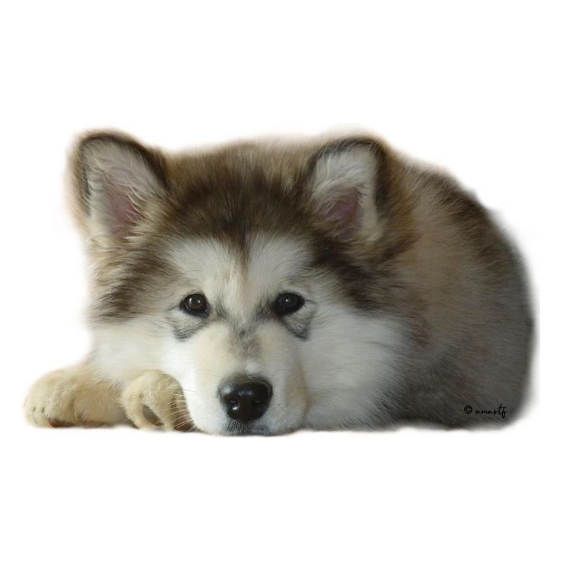 Chiot malamute Maia