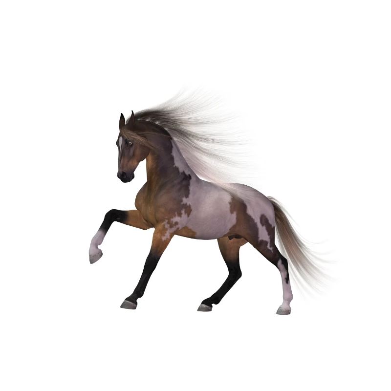 Pferd Geschenk Geschenkidee